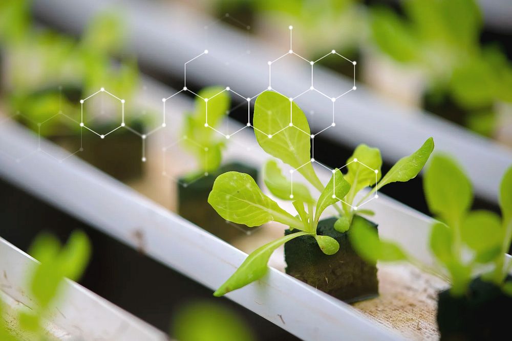 GMO plant, smart agriculture, digital remix