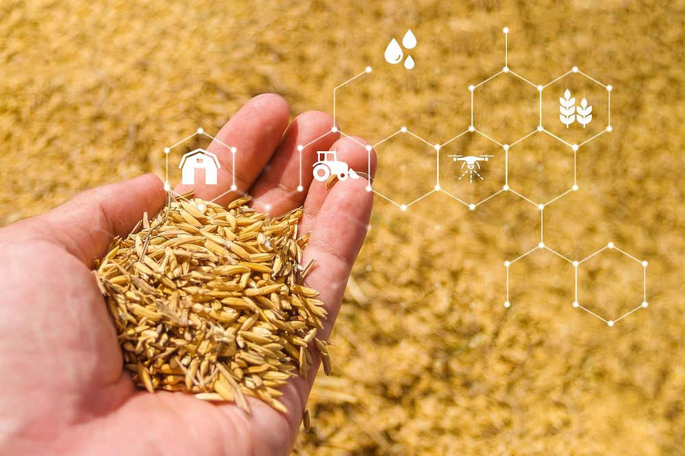 Smart agriculture, wheat in hand, digital remix
