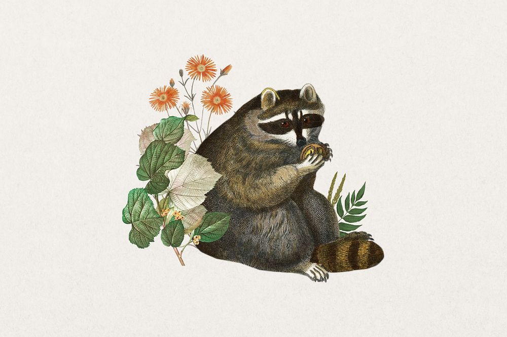 Raccoon, wildlife botanical remix collage element