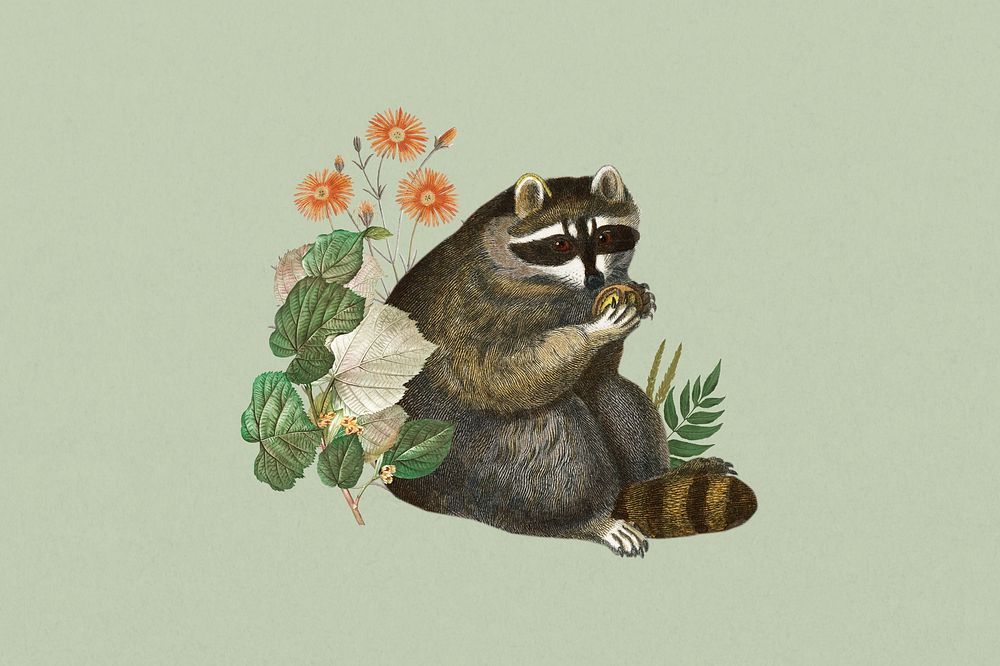 Raccoon, wildlife botanical remix collage element