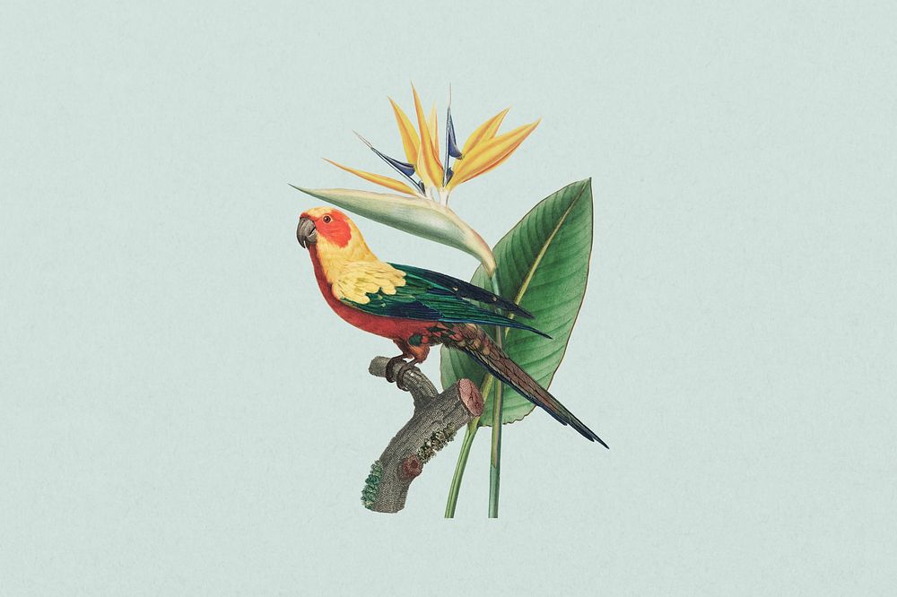 Sun parakeet bird, exotic botanical remix collage element