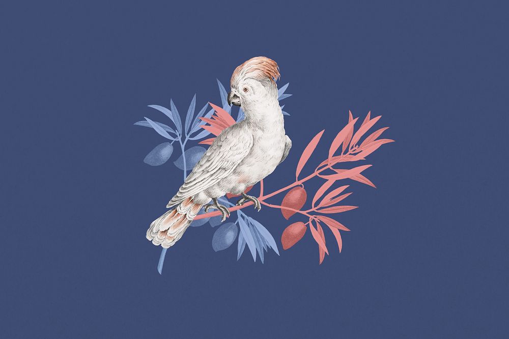 Vintage cockatoo bird, exotic animal collage element 