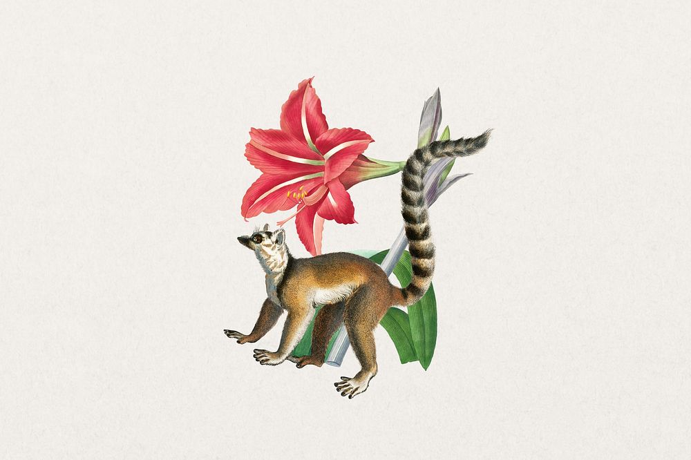 Ring-tailed lemur, wildlife botanical remix collage element