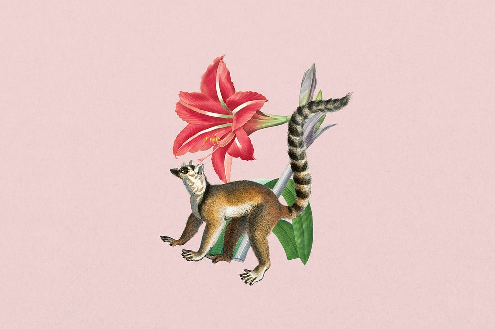 Ring-tailed lemur, wildlife botanical remix collage element