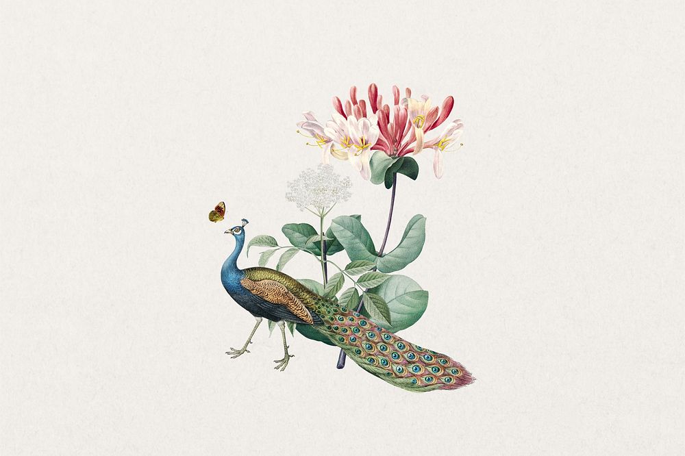 Floral peacock, vintage botanical collage element
