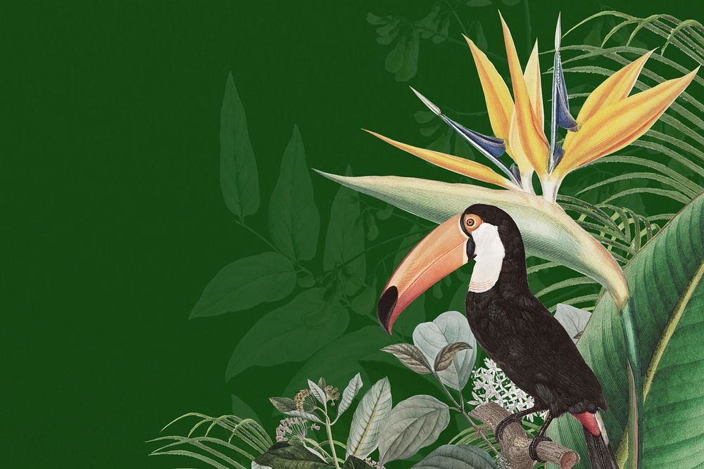 Toco toucan bird background, green exotic plant border