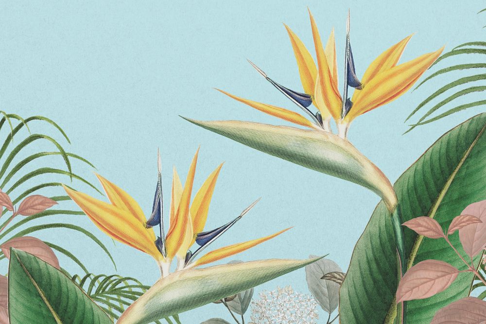 Bird of paradise background, blue exotic plant border