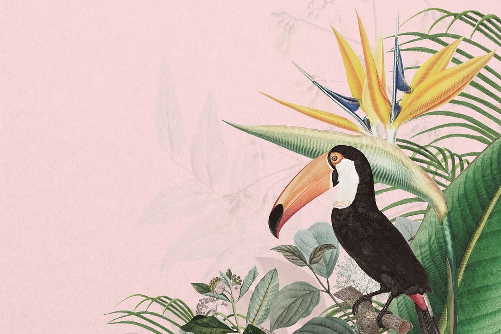 Toco toucan bird background, pink exotic plant border