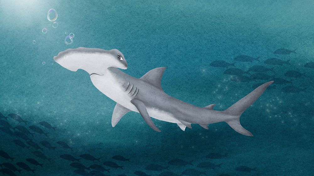 Hammerhead shark desktop wallpaper background