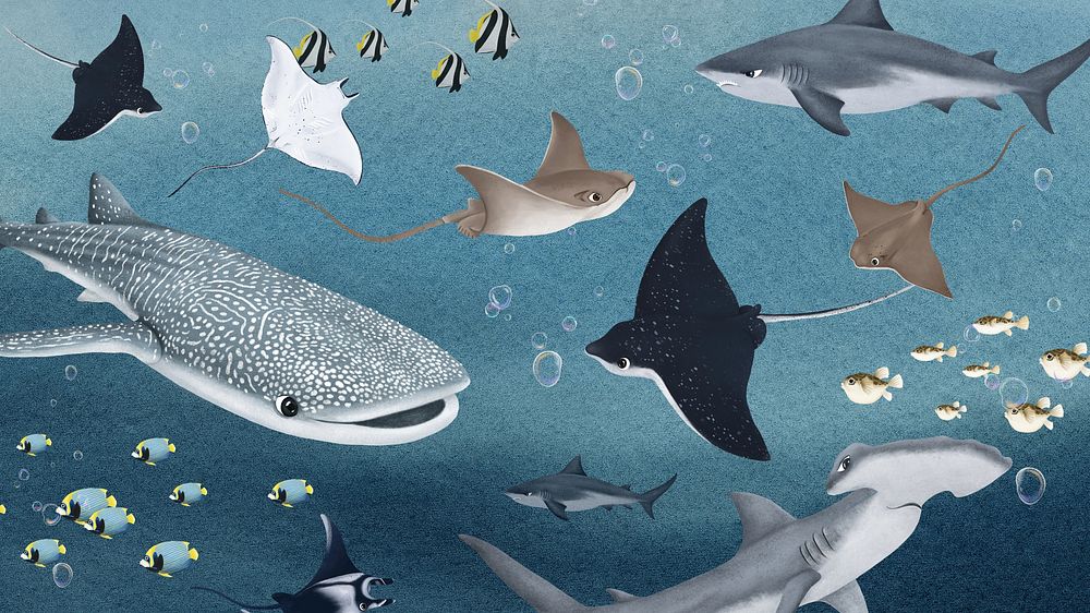 Marine life animals desktop wallpaper background
