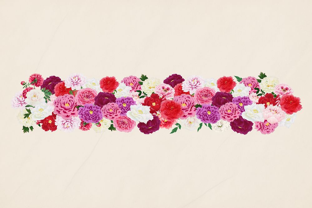 Pink carnation flower divider, colorful botanical illustration
