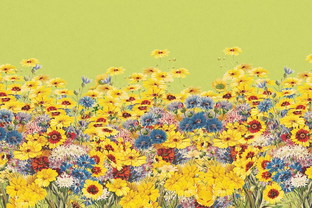 Yellow flower field background, Spring aesthetic 
