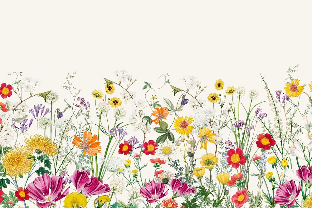 Spring wildflower border background, colorful botanical illustration