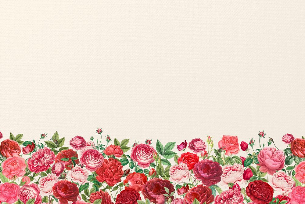 Valentine's flower border background, pink roses illustration