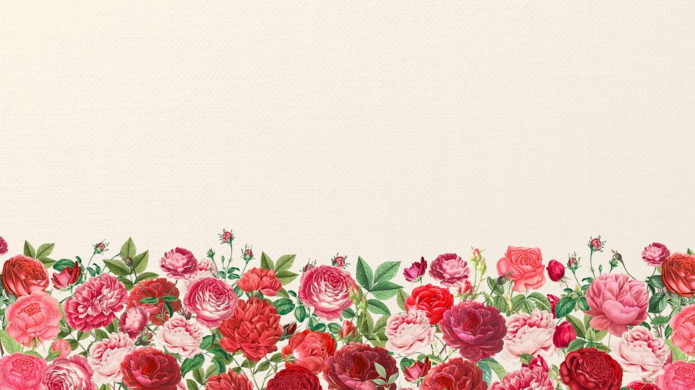 Valentine's flower border HD wallpaper, pink roses background