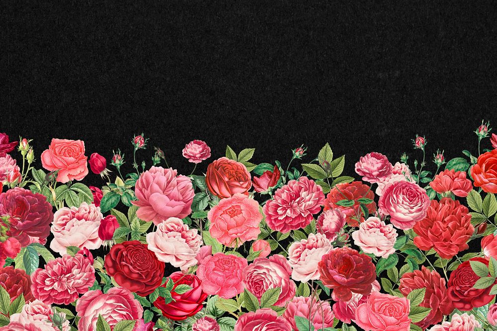 Valentine's flower border background, pink roses illustration