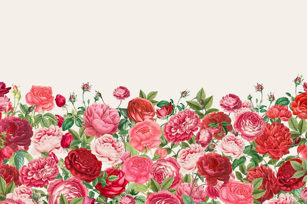 Valentine's flower border background, pink roses illustration