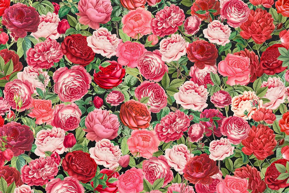 Pink rose pattern background, Valentine's flower illustration