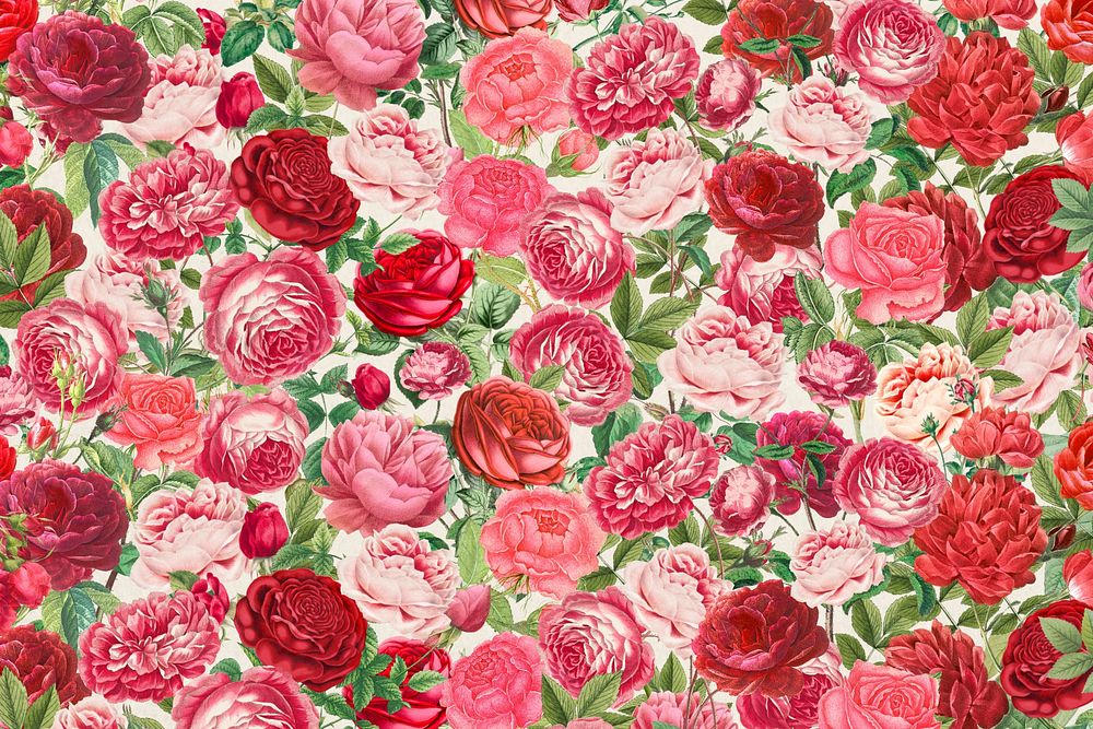 Pink rose pattern background, Valentine's flower illustration