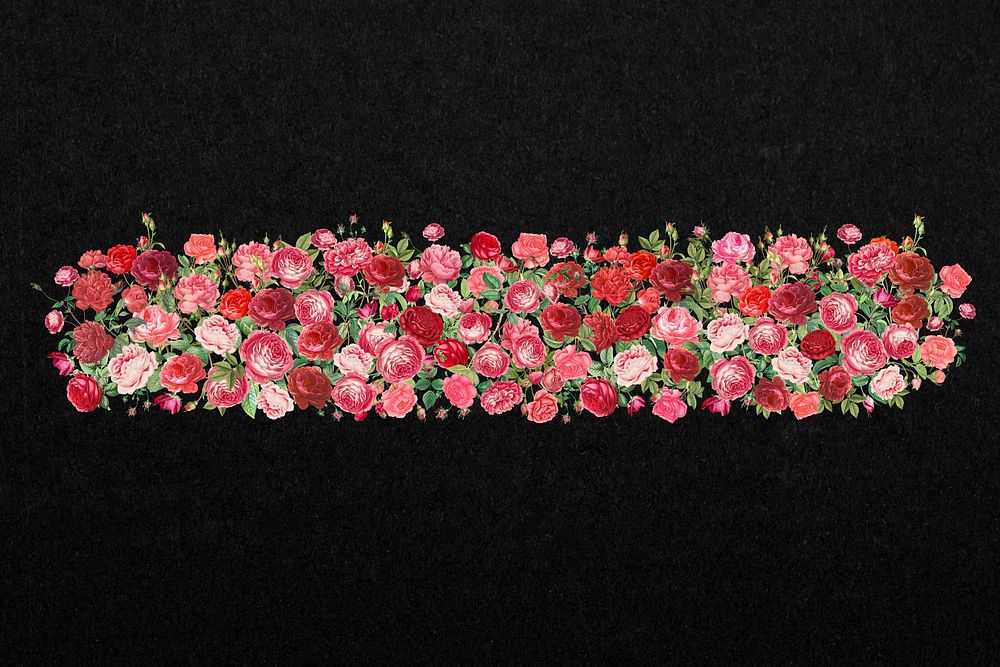 Valentine's rose flower divider, pink illustration
