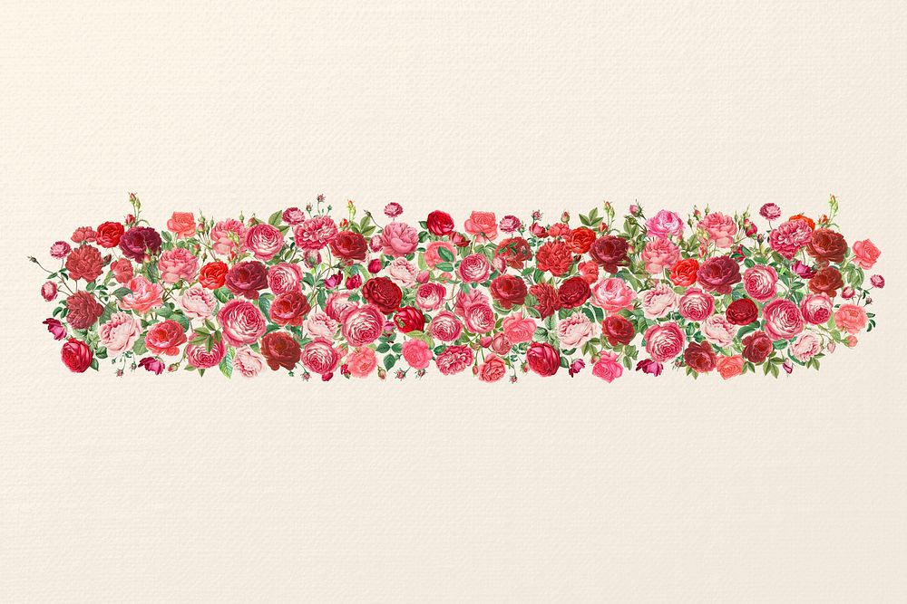 Valentine's rose flower divider, pink illustration