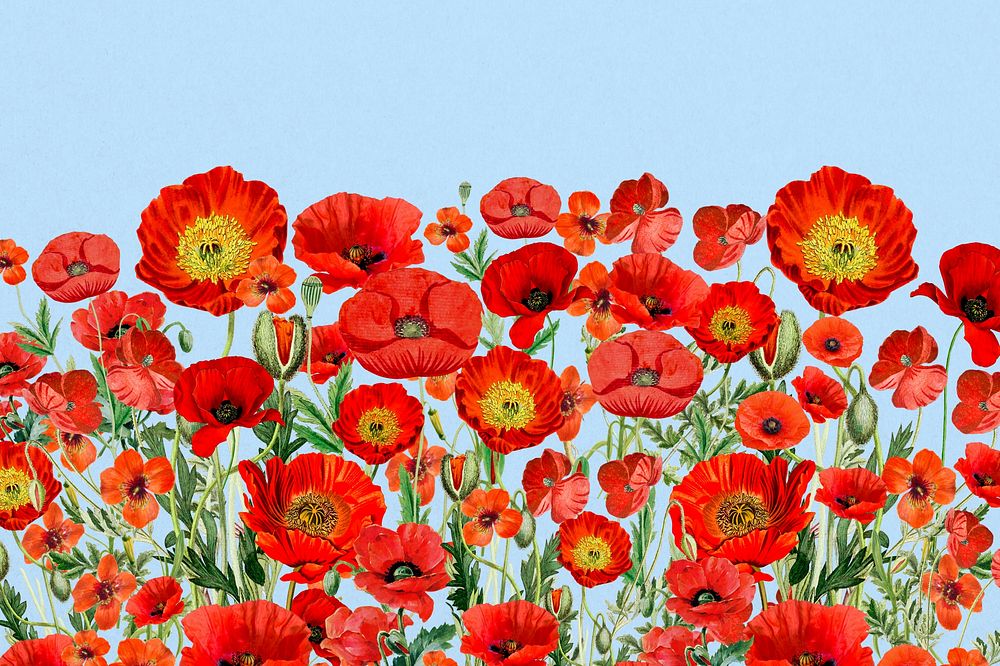 Poppy flower border background, Summer floral illustration