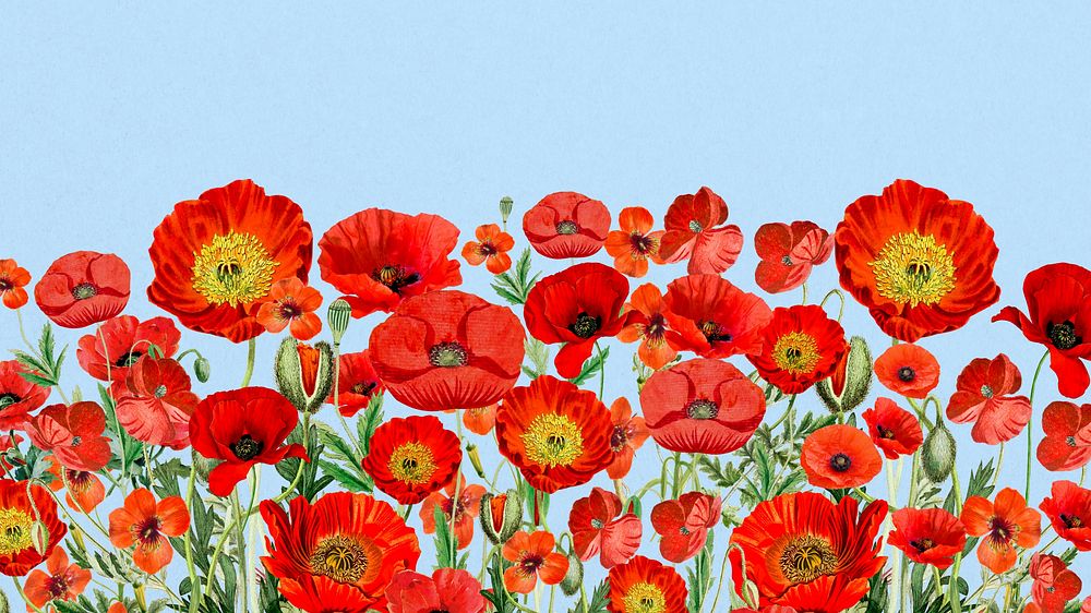 Poppy flower border desktop wallpaper, Summer floral background