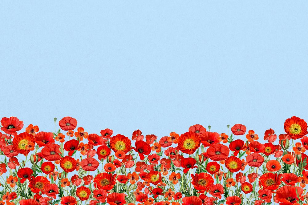 Poppy  flower border background, Summer floral illustration