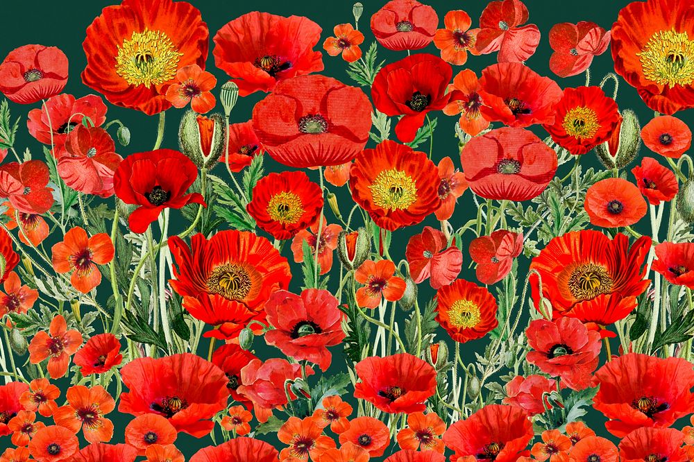 Poppy flower pattern background, red floral illustration