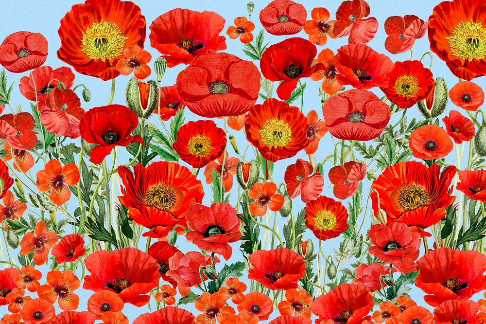 Poppy flower pattern background, red floral illustration