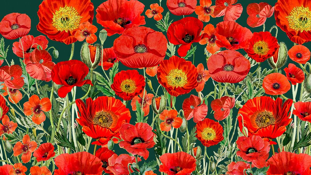 Poppy flower pattern desktop wallpaper, red floral background