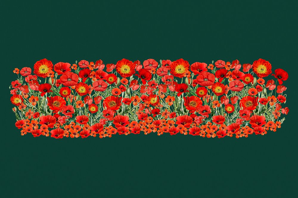 Red poppy divider, Summer flower illustration