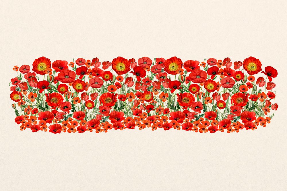 Red poppy divider, Summer flower illustration