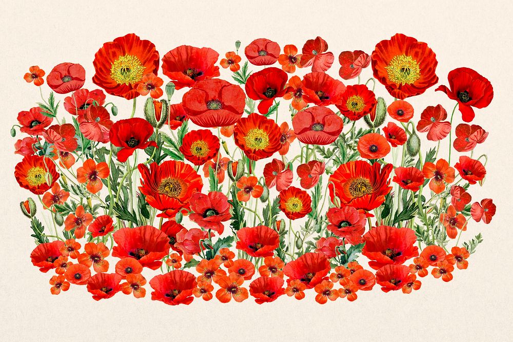 Red poppy flower, Summer botanical collage art