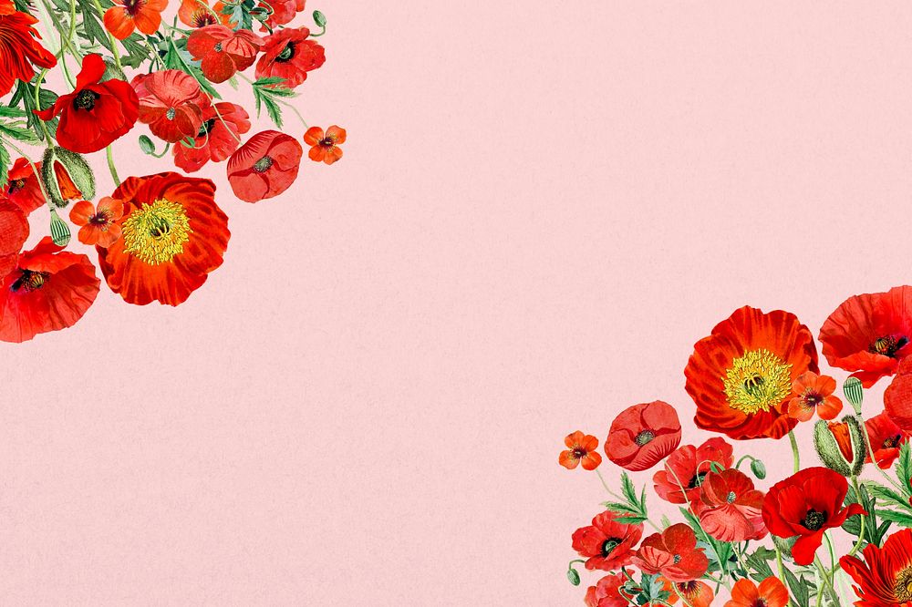Poppy flower border background, Summer floral illustration