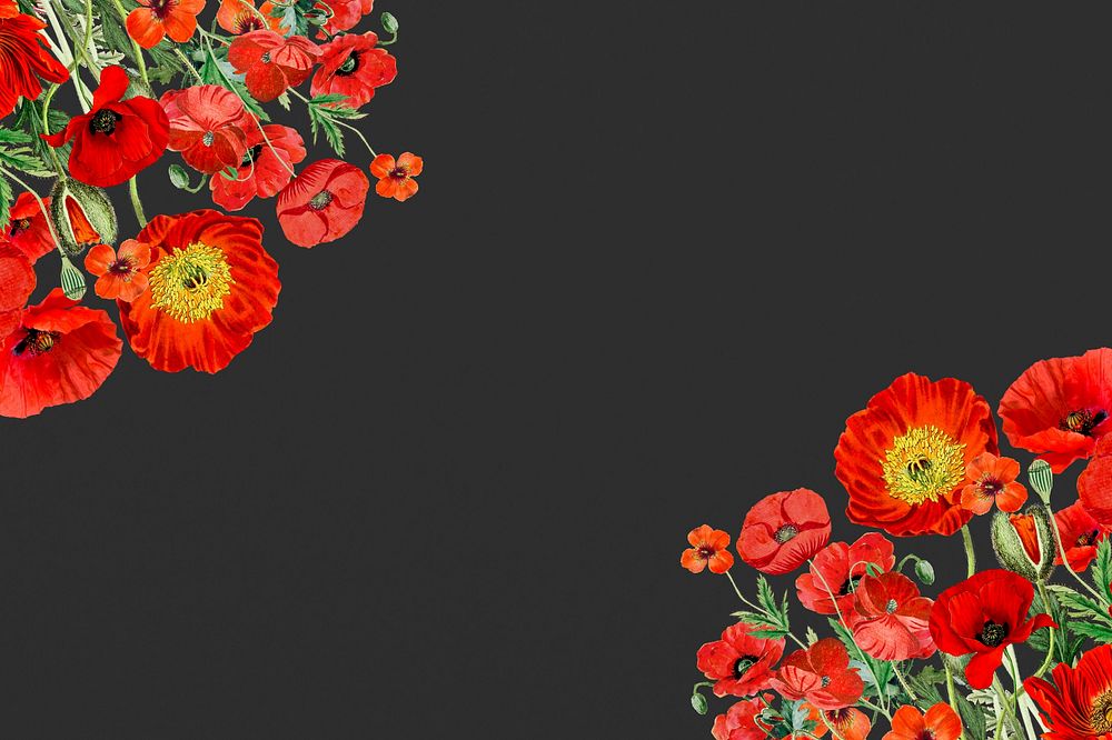 Poppy flower border background, Summer floral illustration