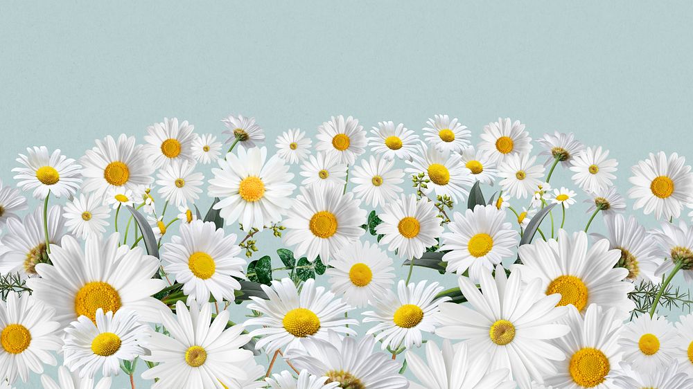 Daisy flower border computer wallpaper, pastel blue background