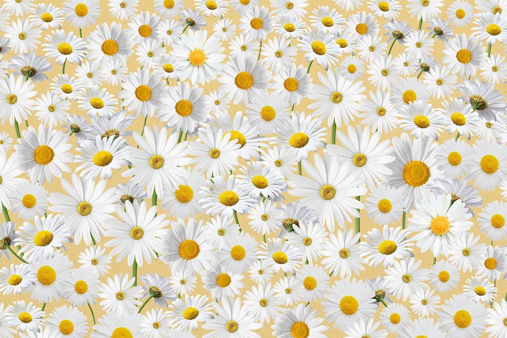 Daisy floral pattern background, white flower illustration