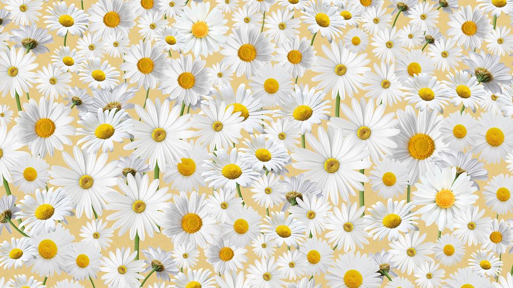 Daisy floral pattern HD wallpaper, white flower background