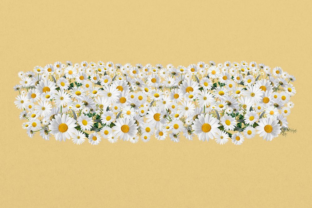 White daisy divider, Spring flower illustration