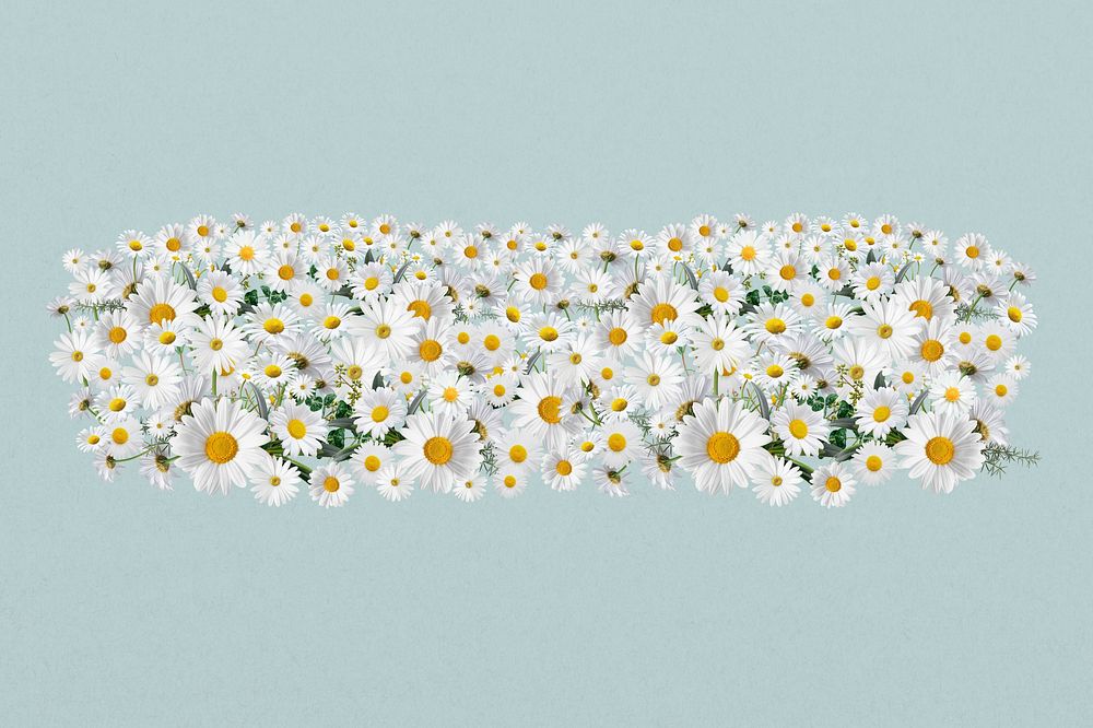 White daisy divider, Spring flower illustration