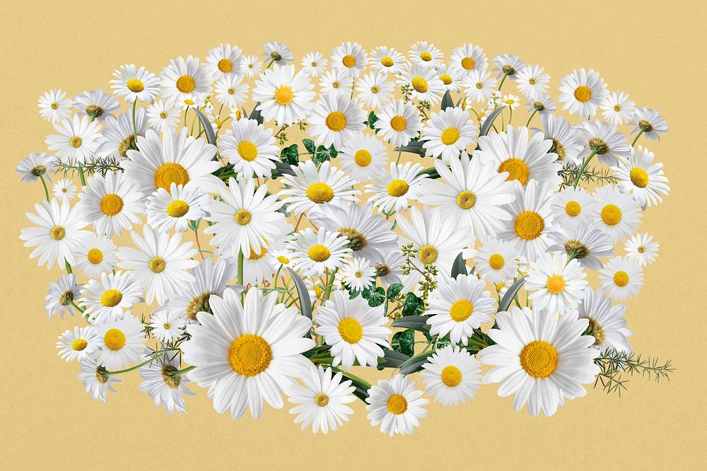 White daisy flower, Spring floral collage art