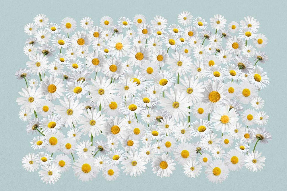 White daisy flower, Spring floral collage art