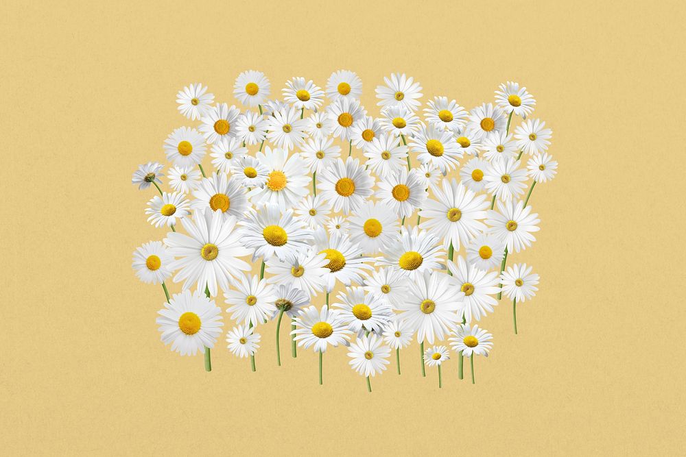 White daisy flower, Spring floral collage art