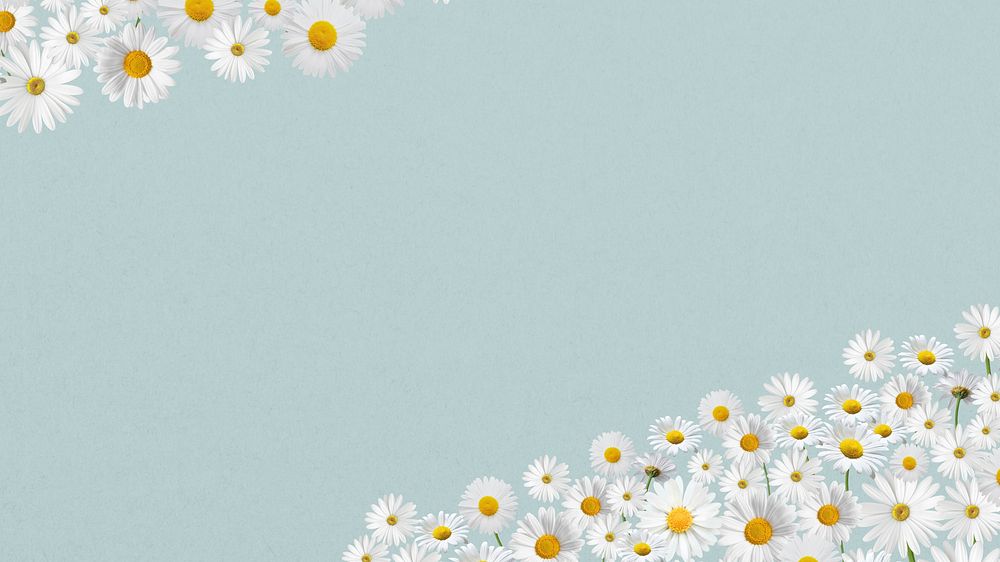 Daisy flower border computer wallpaper, pastel blue background