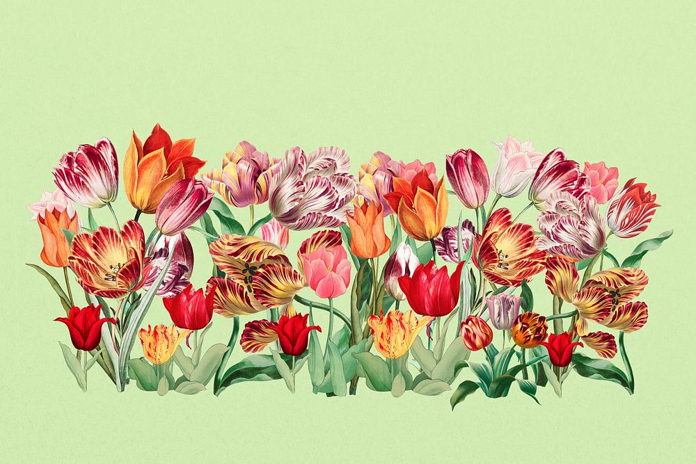 Exotic tulip flower divider, colorful illustration