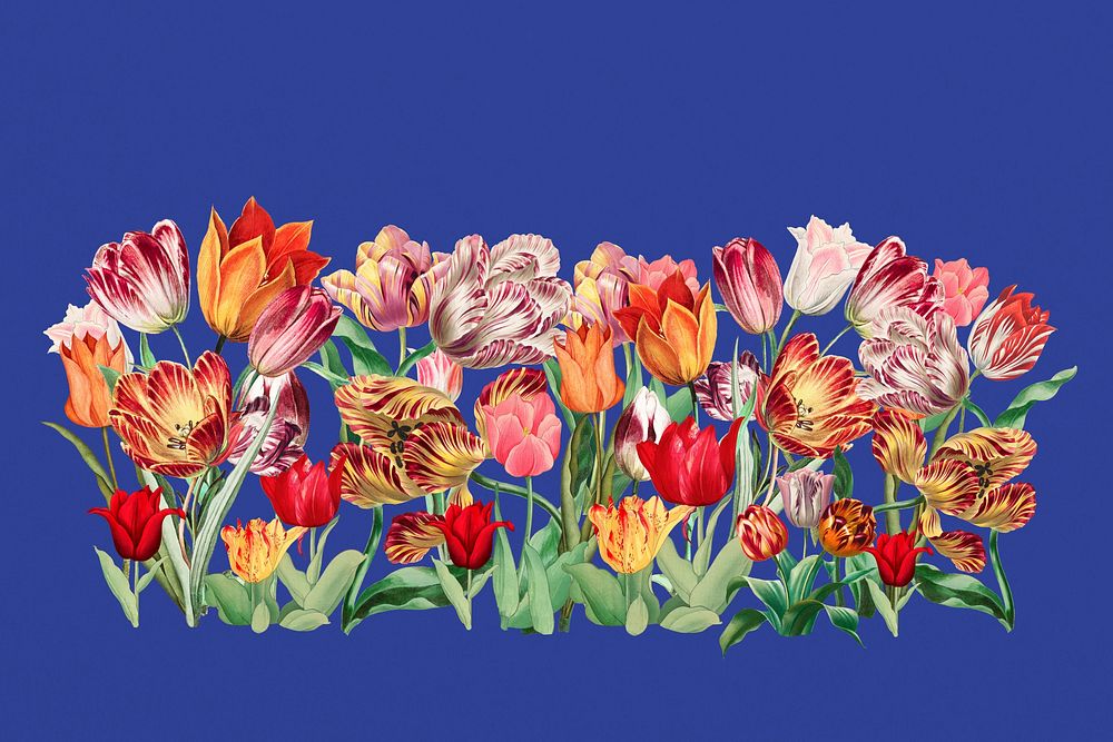 Exotic tulip flower divider, colorful illustration
