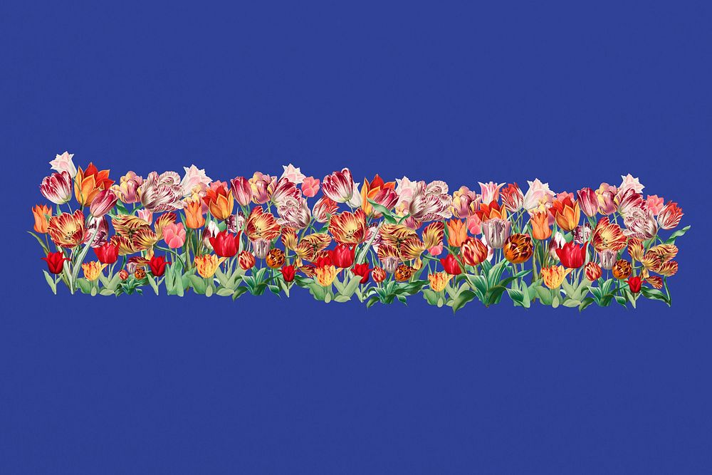 Exotic tulip flower divider, colorful illustration