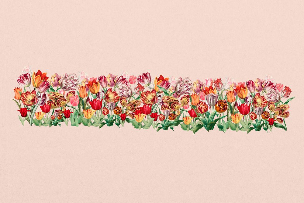 Exotic tulip flower divider, colorful illustration
