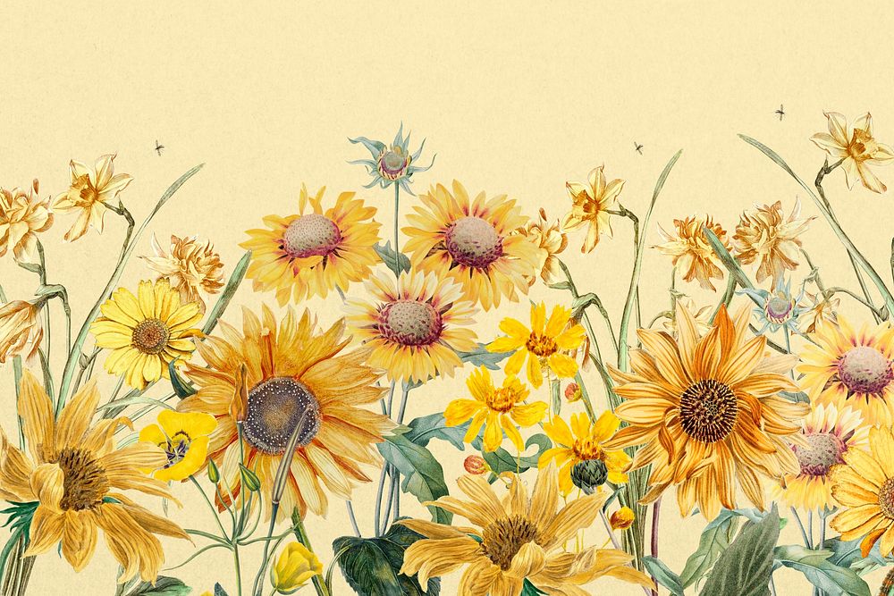 Aesthetic yellow sunflowers background, beautiful botanical illustration